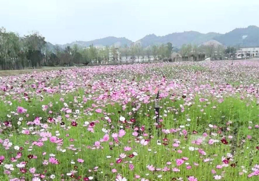 麻山八号地块花海